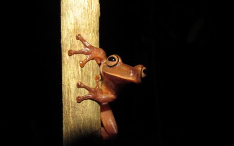 MONITORAMENTO DE FAUNA (002)