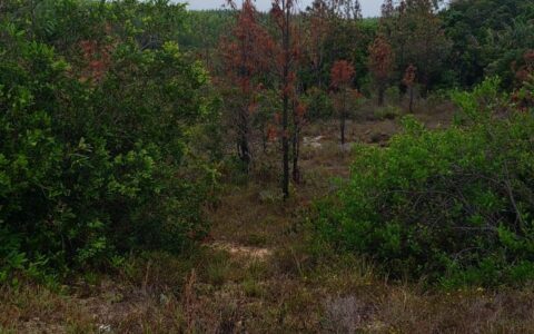 ERRACADICAÇÃO QUIMICA.2