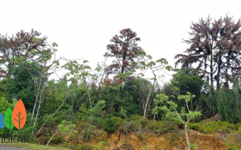 ERRADICAÇÃO DE EXÓTICAS