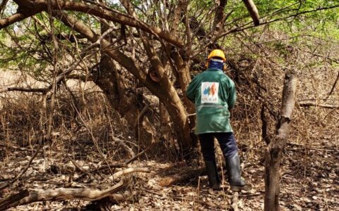 ERRADICAÇÃO MECÂNICA
