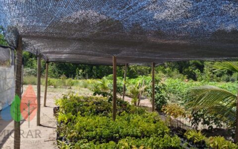 HORTO DE MUDAS NATIVAS